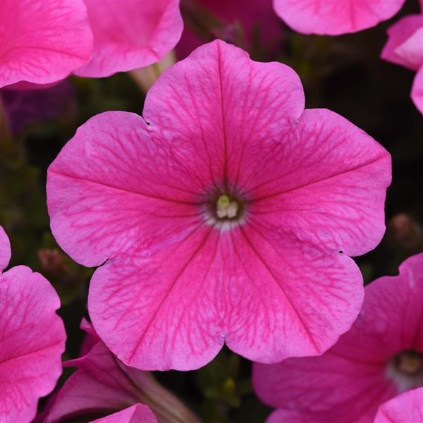 Petunia hybrida E3 easy wave Cosmo Pink 20 semien
